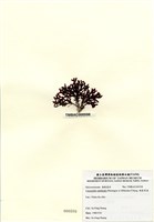 藏品(硬盾果藻)的圖片